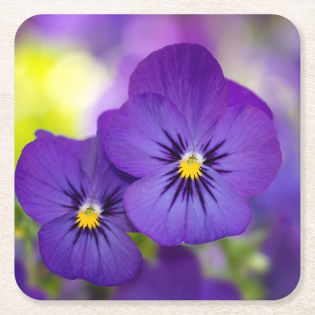 Blommor | Lila Pansies Underlägg Papper Kvadrat (Framsidan)