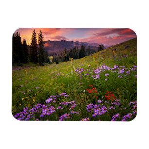 Blommor Lila Wildblommor Colorado Magnet