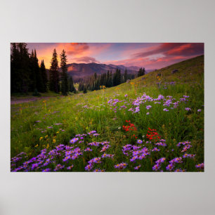 Blommor Lila Wildblommor Colorado Poster