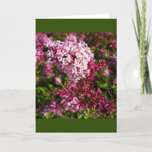 Blommor- Lilacs i Garden Card Kort