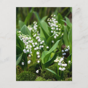 Blommor Liljekonvalj Sverige Vykort