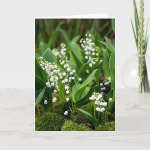 Blommor Lily of the Valley Sverige Kort