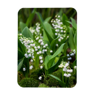 Blommor   Lily of the Valley Sverige Magnet