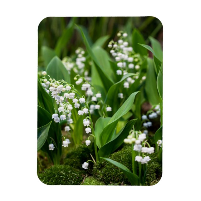 Blommor | Lily of the Valley Sverige Magnet (Vertikal)