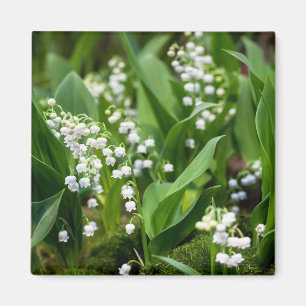 Blommor Lily of the Valley Sverige Magnet