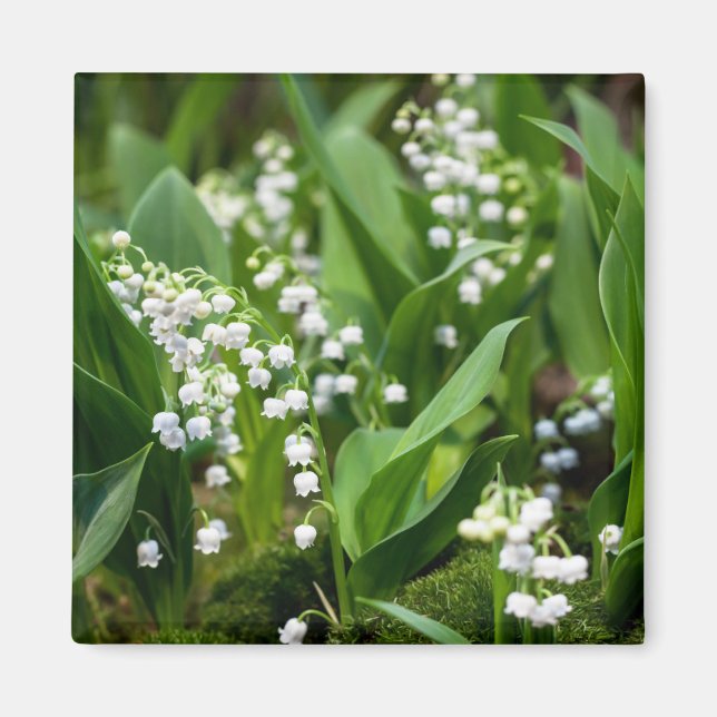 Blommor | Lily of the Valley Sverige Magnet (Framsidan)
