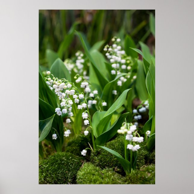 Blommor | Lily of the Valley Sverige Poster (Framsidan)