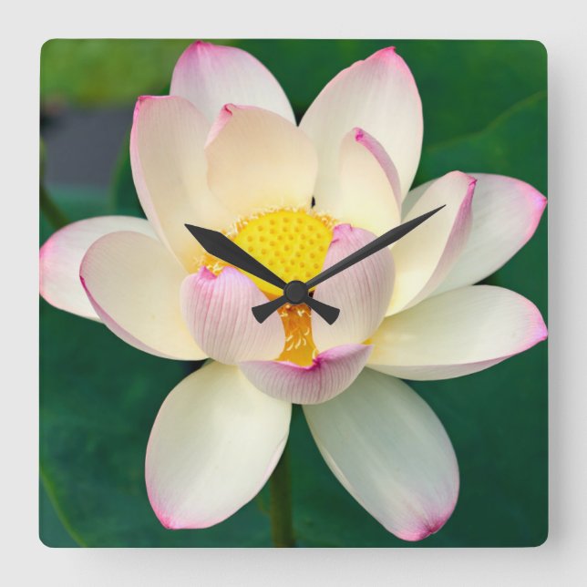 Blommor | Lotus Vatten Flower Fyrkantig Klocka (Framsida)
