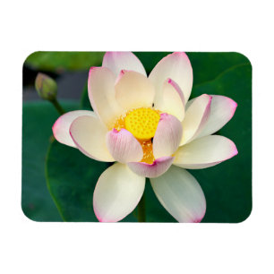 Blommor Lotus Vatten Flower Magnet