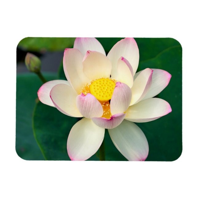 Blommor | Lotus Vatten Flower Magnet (Horisontell)