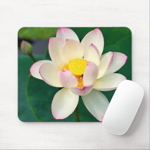 Blommor Lotus Vatten Flower Musmatta