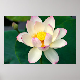 Blommor Lotus Vatten Flower Poster