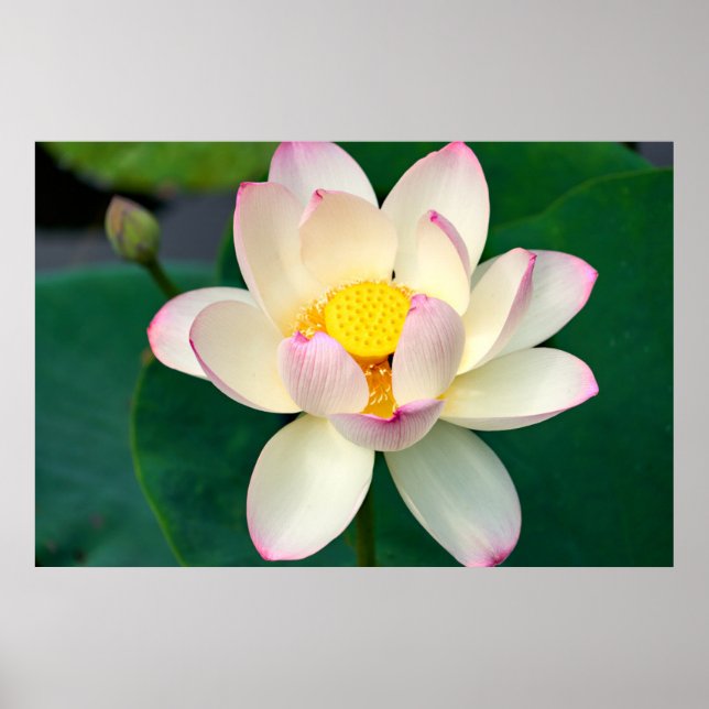 Blommor | Lotus Vatten Flower Poster (Framsidan)