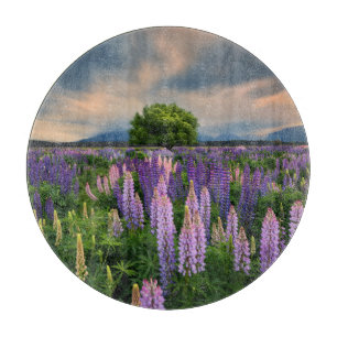 Blommor Lupine Fält i Nya Zeeland