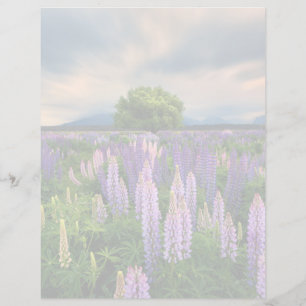 Blommor Lupine Fält i Nya Zeeland