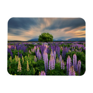 Blommor Lupine Fält i Nya Zeeland Magnet