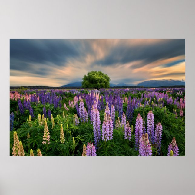 Blommor | Lupine Fält i Nya Zeeland Poster (Framsidan)