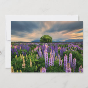 Blommor Lupine Fält i Nya Zeeland Tack Kort