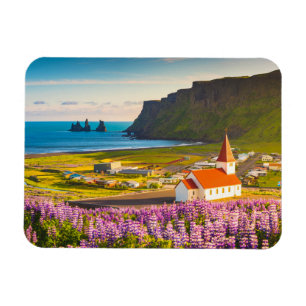 Blommor Lupiner i södra Islandet i Bloom Magnet