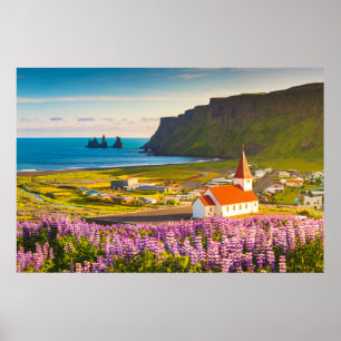 Blommor Lupiner i södra Islandet i Bloom Poster