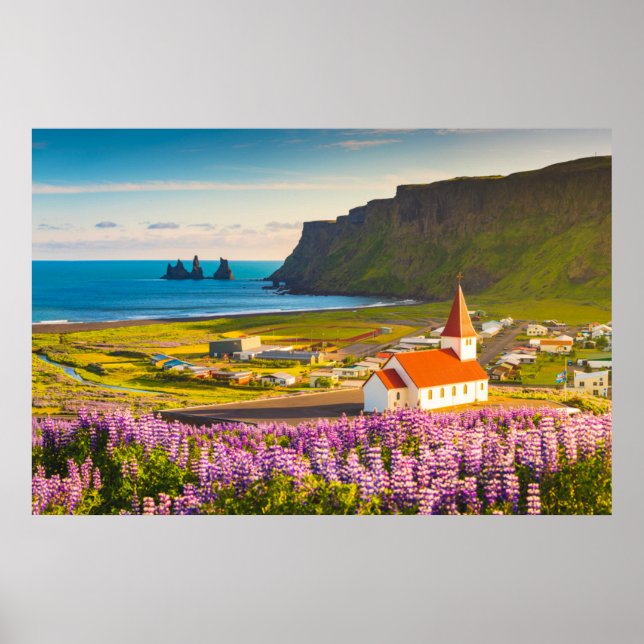 Blommor | Lupiner i södra Islandet i Bloom Poster (Framsidan)