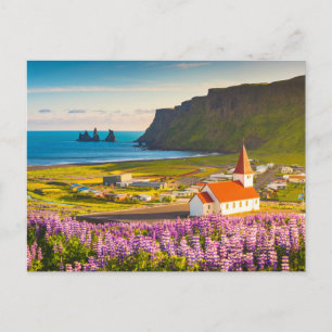 Blommor Lupiner i södra Islandet i Bloom Vykort