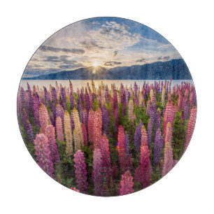 Blommor Lupines Nya Zeeland