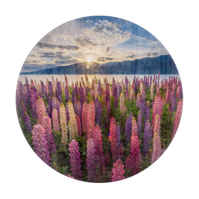 Blommor | Lupines Nya Zeeland (Framsidan)