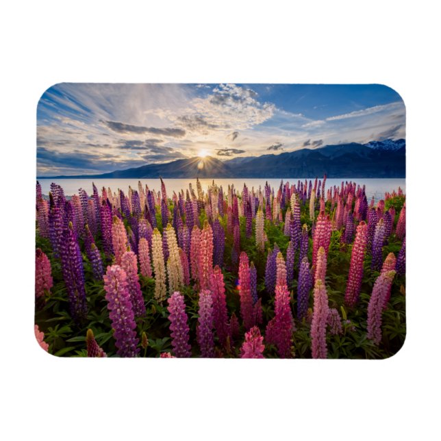 Blommor | Lupines Nya Zeeland Magnet (Horisontell)