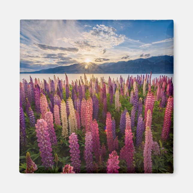 Blommor | Lupines Nya Zeeland Magnet (Framsidan)