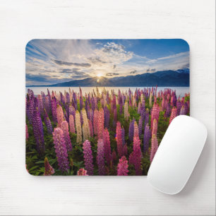 Blommor Lupines Nya Zeeland Musmatta