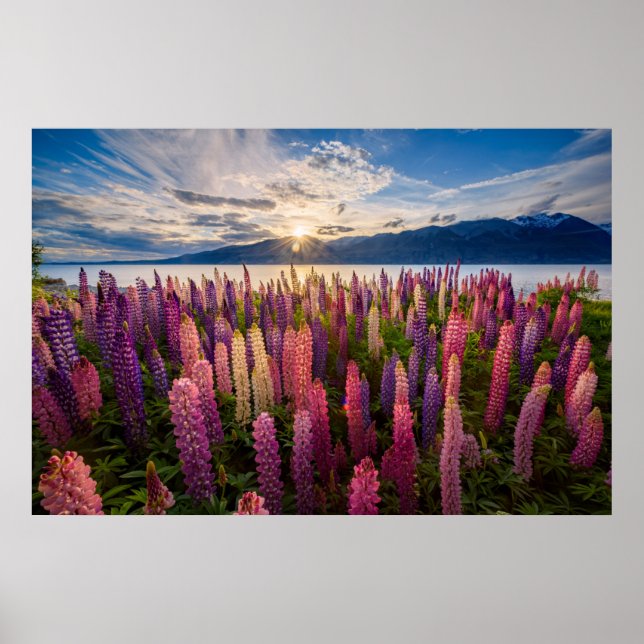 Blommor | Lupines Nya Zeeland Poster (Framsidan)