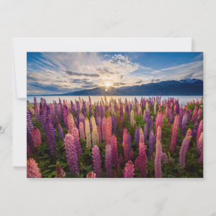 Blommor Lupines Nya Zeeland Tack Kort