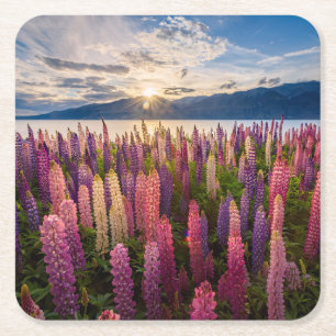 Blommor Lupines Nya Zeeland Underlägg Papper Kvadrat