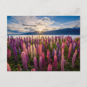 Blommor   Lupines Nya Zeeland Vykort