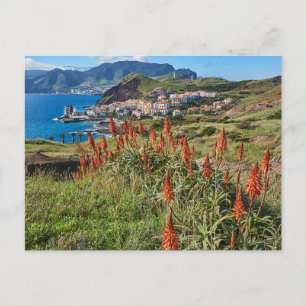 Blommor Madeiraön Portugal Vykort
