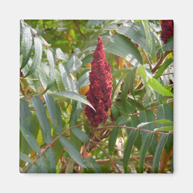 Blommor Magnet (Framsidan)