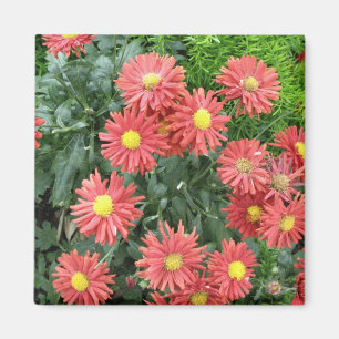 blommor magnet