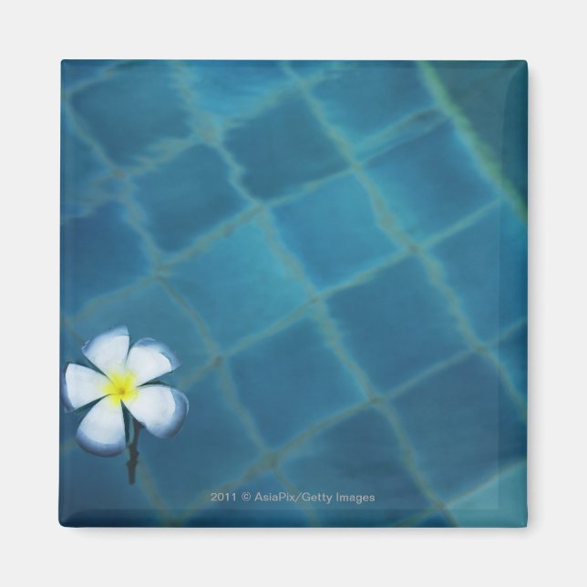 Blommor med enkel frangipani flytande i vatten magnet (Framsidan)