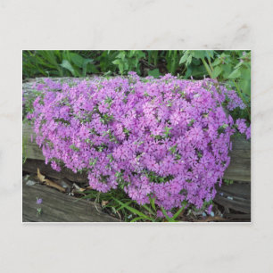 Blommor med våld vykort