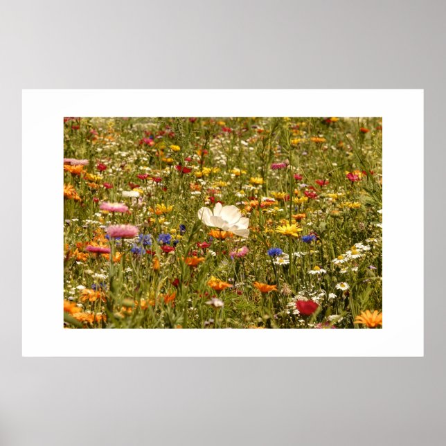 Blommor - Medel Poster (Framsidan)