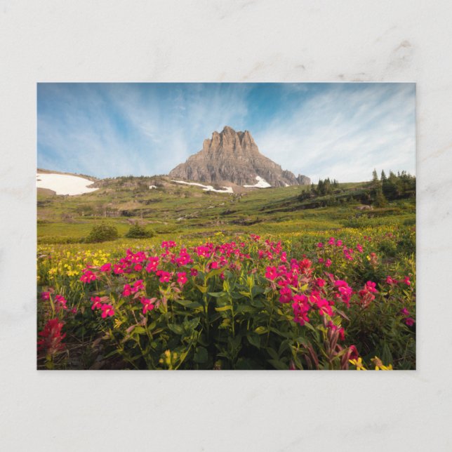 Blommor | Montanas glaciernationalpark Vykort (Framsida)