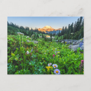 Blommor Mount Rainier National Park Vykort
