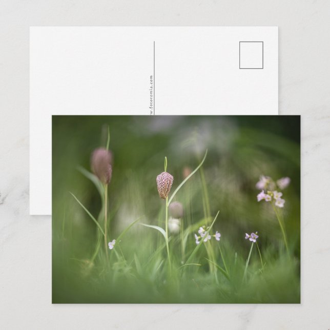 Blommor, naturfoto vykort (Fram/baksida)