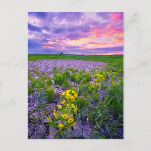 Blommor North Dakota Red River Valley Vykort