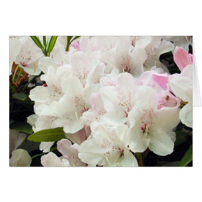 Blommor OBS Kort (Framsidan Horizontal)