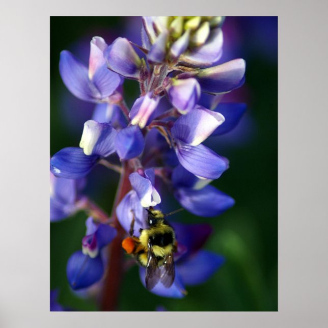 Blommor och bin poster (Framsidan)