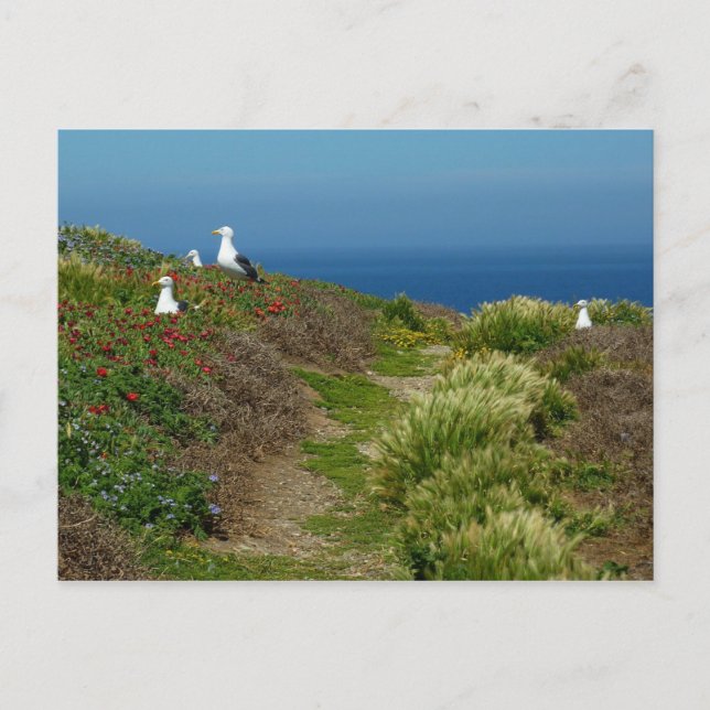 Blommor och Fiskmås på Anacapa-ön Vykort (Framsida)