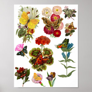 Blommor och fjärilar från kryp insekt poster