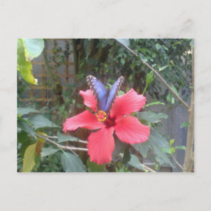 Blommor och fjärilar i Franche Comte Vykort